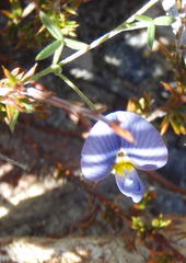 Lotononis filiformis