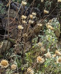 Plectocephalus americanus