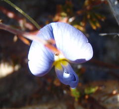 Lotononis filiformis