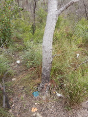 Banksia dentata