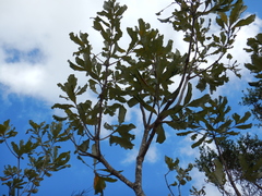 Banksia dentata