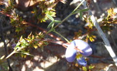 Lotononis filiformis