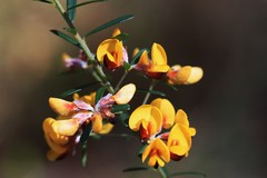 Pultenaea retusa
