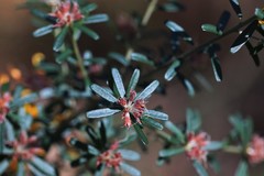 Pultenaea retusa
