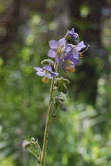 Polemonium occidentale
