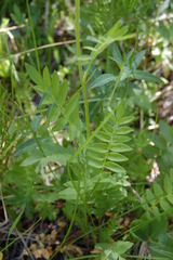 Polemonium occidentale