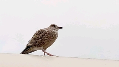Larus