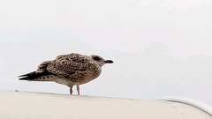 Larus