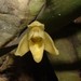 Hidden Orchid - Photo (c) Eric van den Berghe, some rights reserved (CC BY-NC), uploaded by Eric van den Berghe