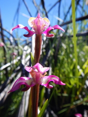 Disperis paludosa