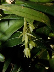 Epidendrum ramosum
