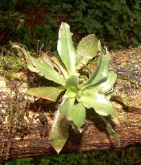 Eurystyles ananassocomos