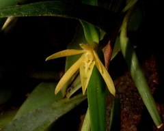 Epidendrum ramosum