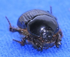 Adoryphorus coulonii