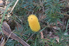 Banksia collina