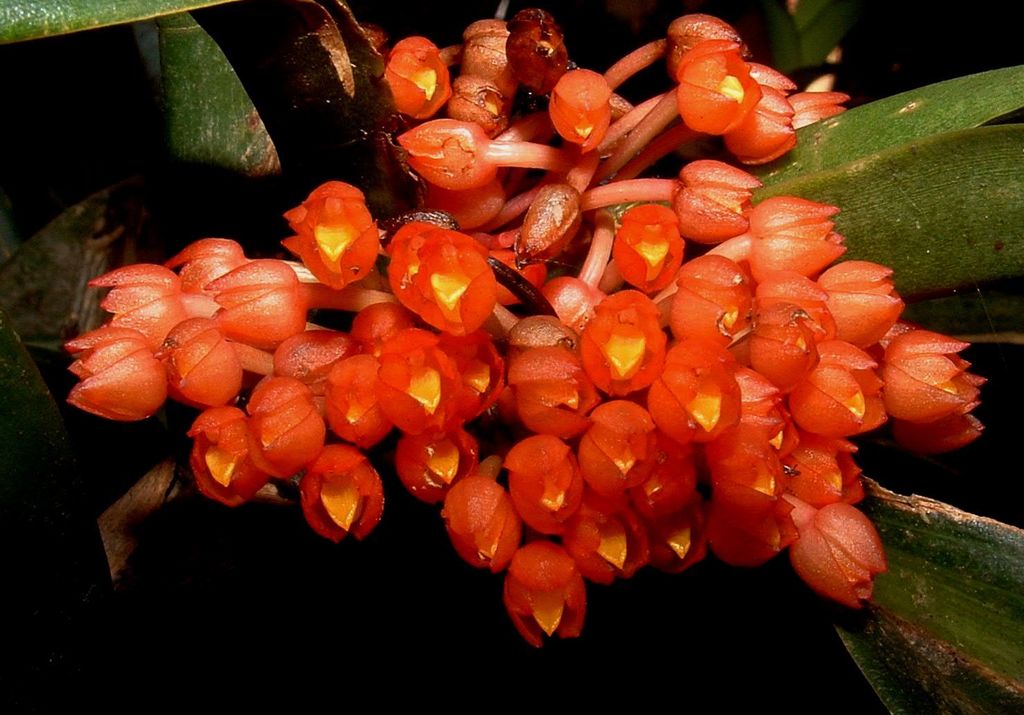 Maxillaria fulgens