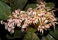 Maxillaria densa