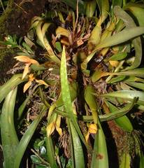 Maxillaria cucullata