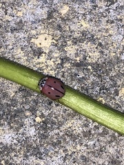 Mulsantina mexicana