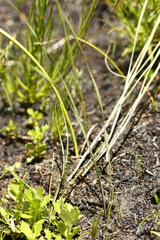 Gladiolus brevitubus