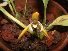 Maxillaria ringens