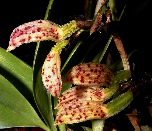 Zootrophion endresianum