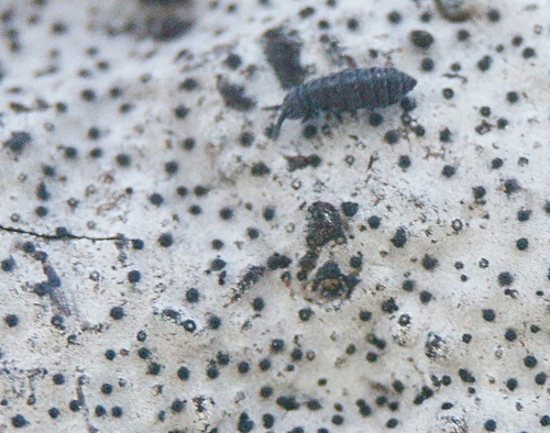 Buellia erubescens image