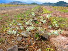 Eryngium beecheyanum