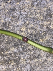 Mulsantina mexicana