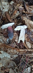 Boletus violaceofuscus