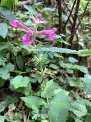 Stachys mexicana