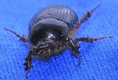 Adoryphorus coulonii