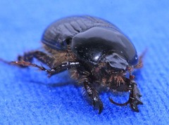 Adoryphorus coulonii