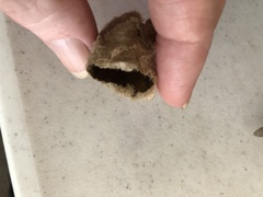 Antheraea polyphemus