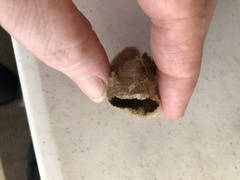 Antheraea polyphemus