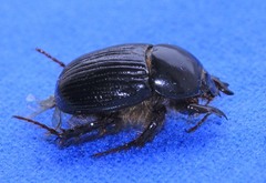 Adoryphorus coulonii