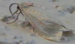 Pygarctia murina