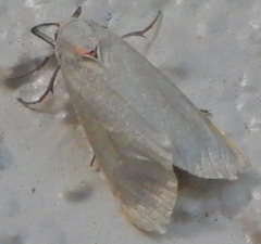 Pygarctia murina