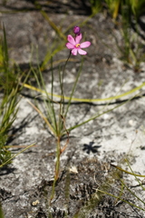 Ixia stricta