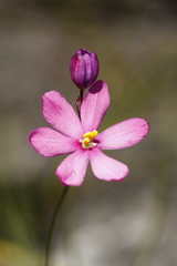 Ixia stricta