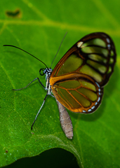 Heterosais giulia caucaensis