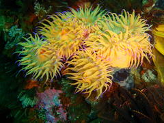 Pseudactinia flagellifera
