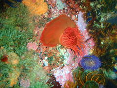 Pseudactinia flagellifera