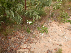 Coelospermum decipiens