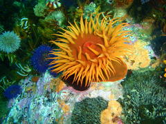 Pseudactinia flagellifera