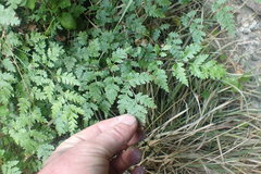 Pteris saxatilis