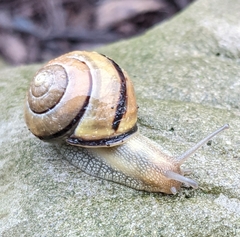 Cepaea nemoralis