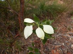 Coelospermum decipiens