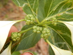 Coelospermum decipiens