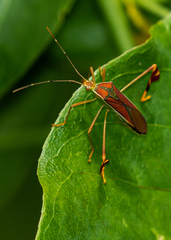 Anisoscelis scutellaris